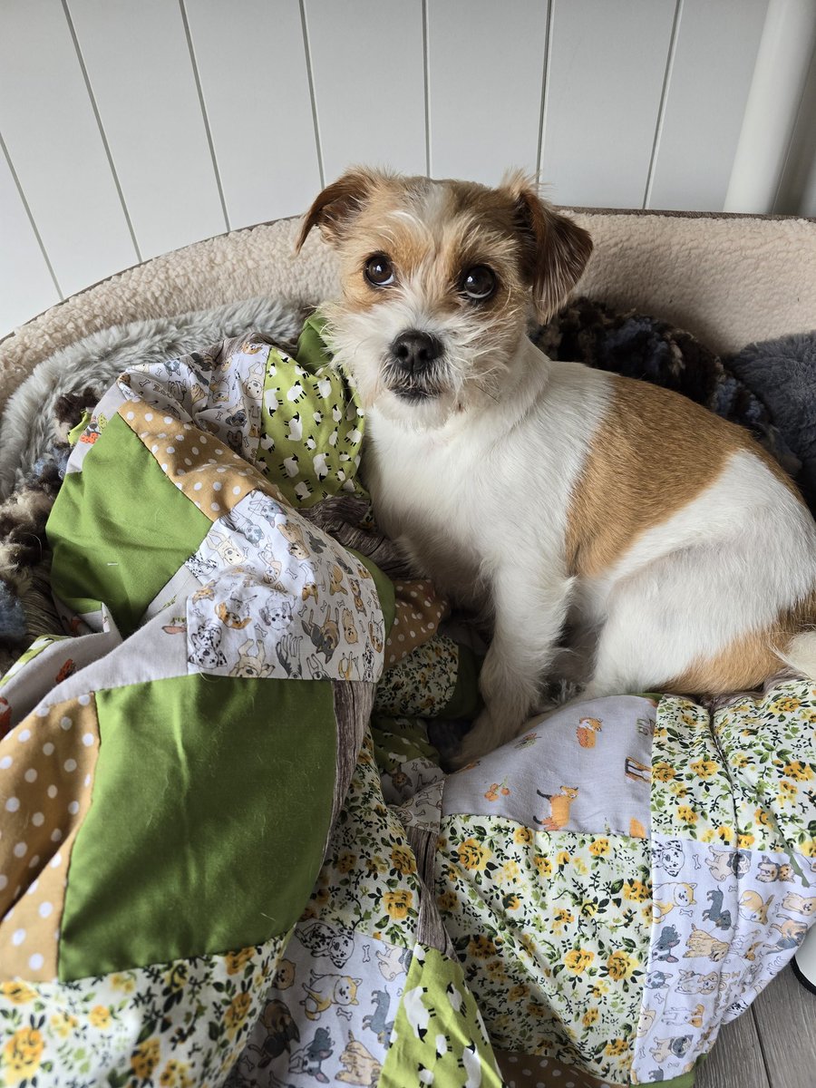 Have you checked out the handmade patchwork sherpa fleece blankets our mum makes? We have an Etsy page (with blankets from £14) at the top of our profile 🥰🥰 and we ship worldwide too!! 🏴󠁧󠁢󠁷󠁬󠁳󠁿🐾🌲🪵😊🥰❤️ #dogsofX