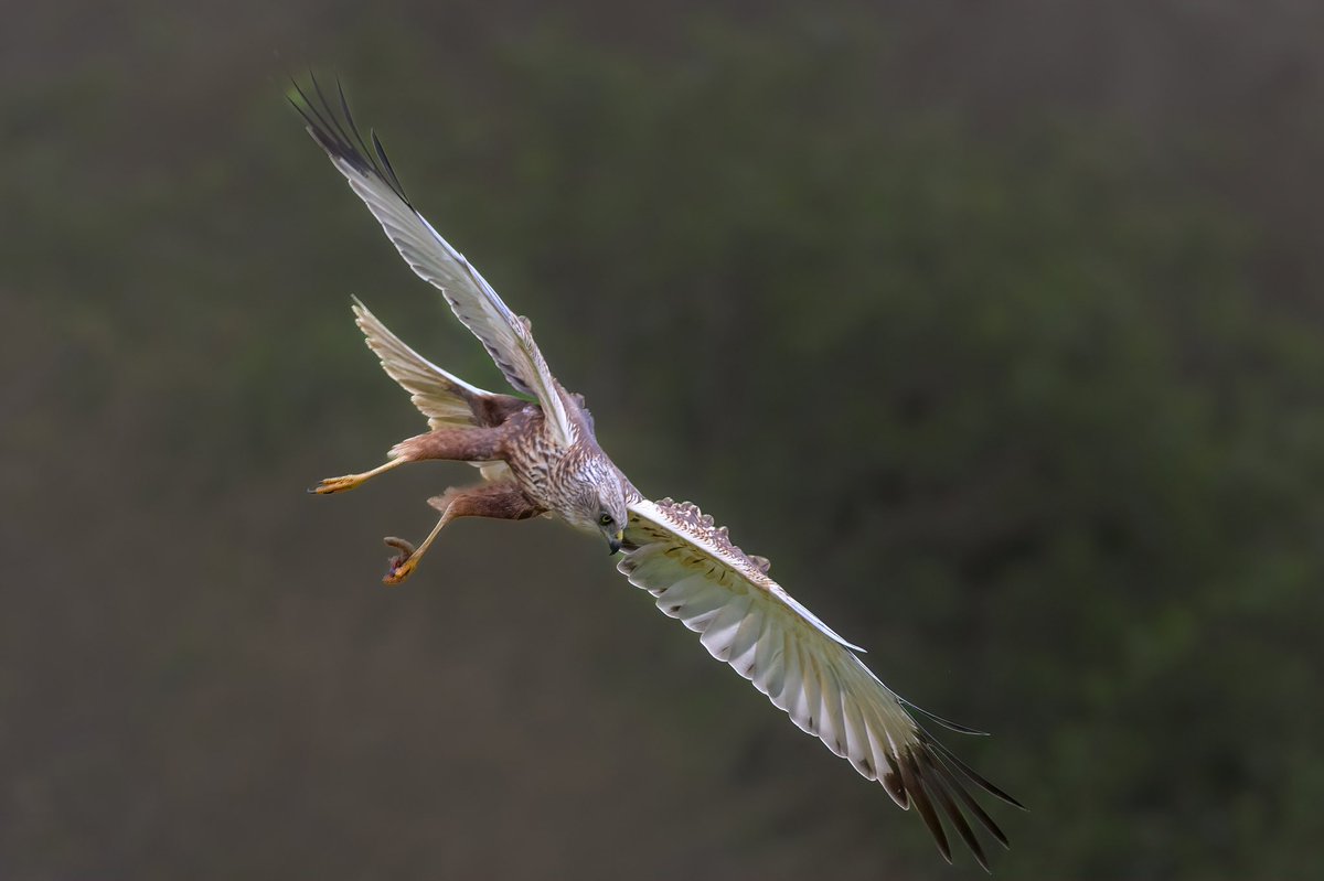 Marsh harrier with a morsel! #harrier #marshharrier #Springwatch #Norfolk #birdphotography #raptor #birdsofprey #BBCWildlifePOTD