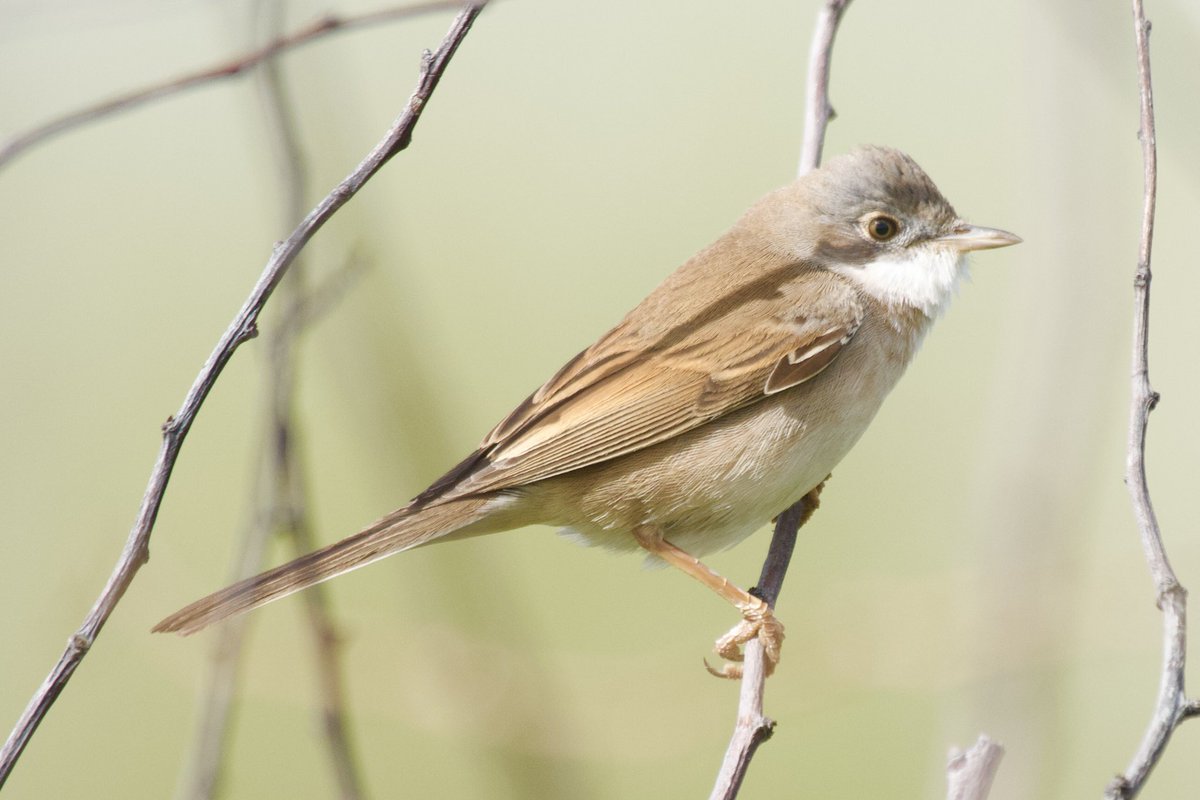 Sad to say but I’ve neglected my ‘patch’ for a couple of weeks but back with a bang. 6 year tick at Holland Haven today! Swallow, House Martin, Egyptian goose, Sedge Warbler, as well as these 2, Common Whitethroat and Lesser Whitethroat @BirdingHaven @EssexBirdNews #birding