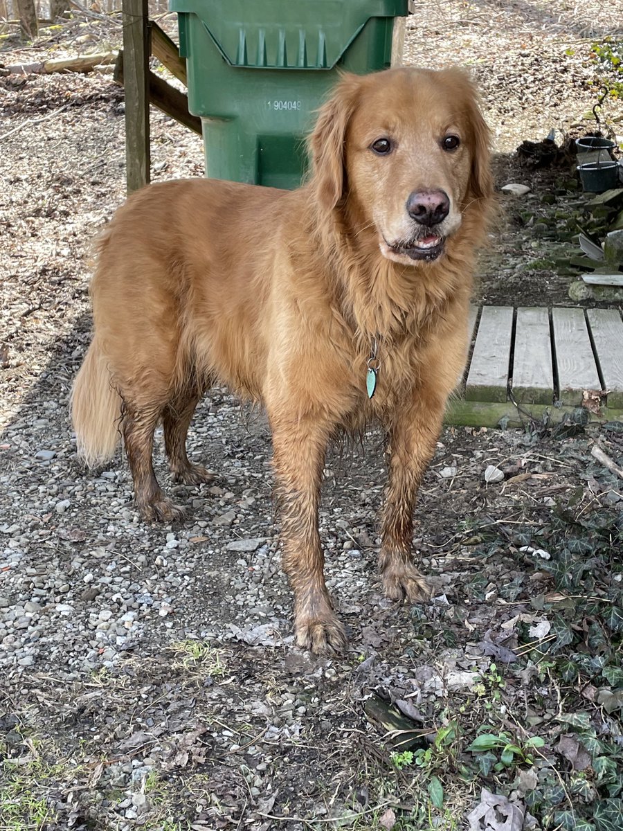 I hadda go to the Vet today for shots. I got real nervous.
   Triscuit 
@ok32650586
⁦@dogcelebration⁩ 
⁦@Sharonleeprince⁩ ⁦@SLBake1031⁩ ⁦@photoz_suez⁩ ⁦@MikeFrezon⁩ ⁦@MikeRotunno67⁩ ⁦@Julesofthwood⁩ ⁦@justin41230602⁩ ⁦