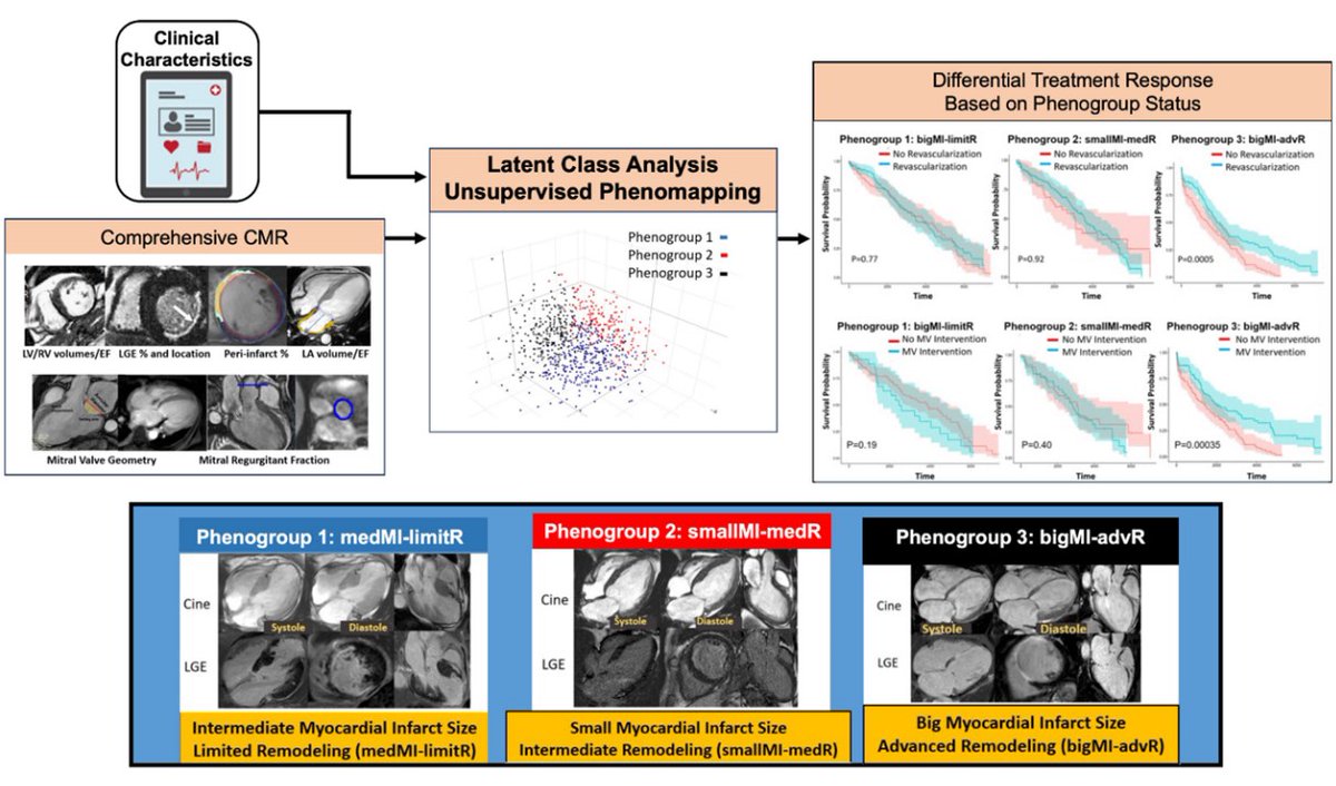 CMR enriched phenomapping is a novel approach to enable personalized decision making for ICM patients considered for revascularization and/or mitral valve intervention @DebbieKwonMD @TomKMWang @DrMustafaT @DavidChen_AIIH @CleClinicHVTI #AHAJournals doi.org/10.1161/CIRCIM…