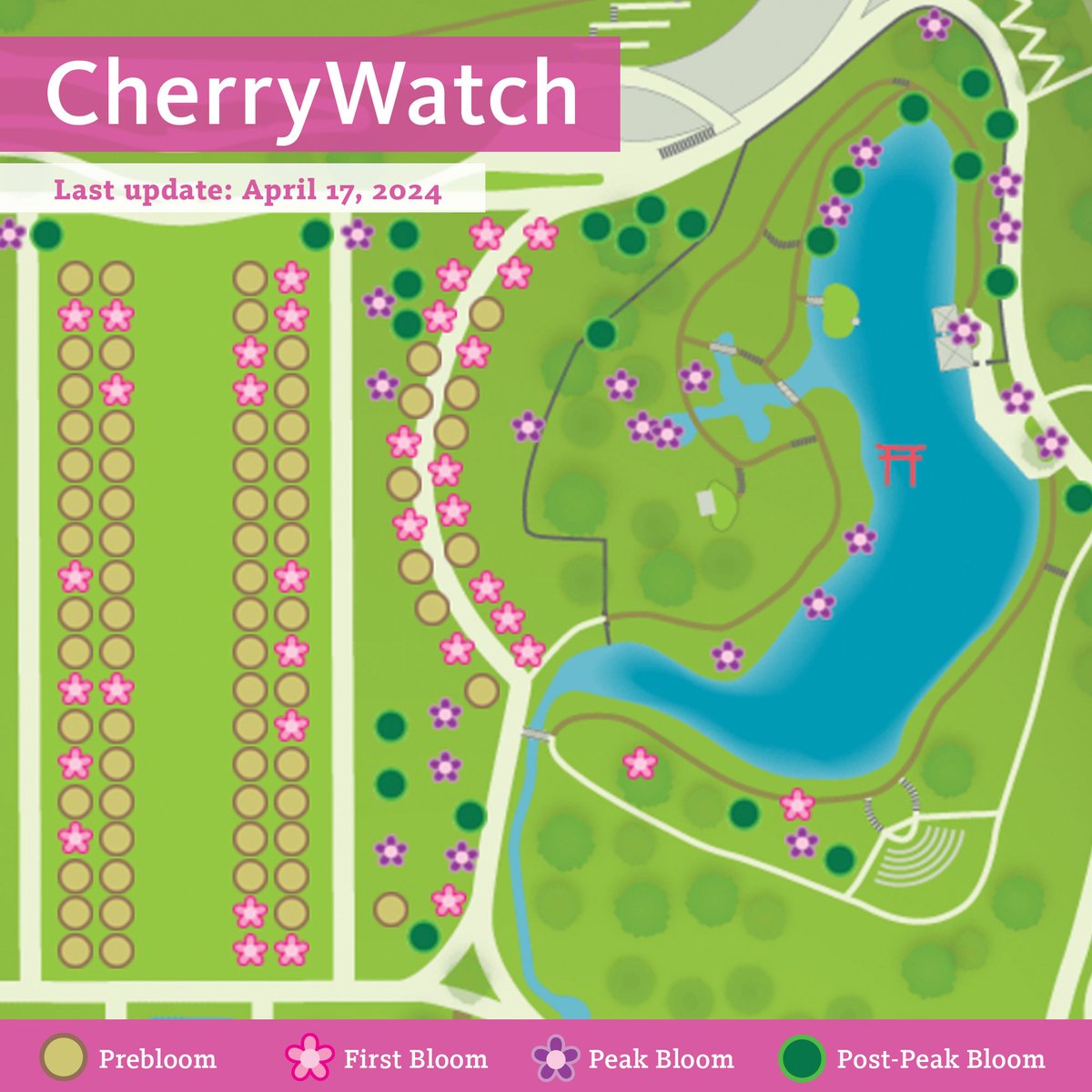 CherryWatch 2024 update! 🌸🚨 Many of the Kanzan cherry trees on Cherry Esplanade and Cherry Walk have just hit first bloom!