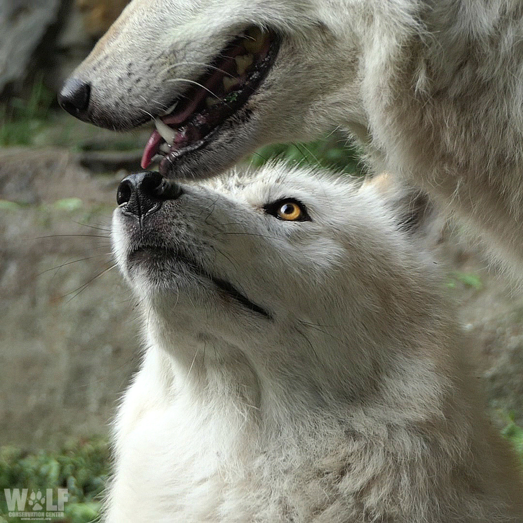 Every wolf deserves to know love, peace, + safety. They have dreams - why wouldn't they? They're thinking, feeling animals just like us, + anyone who tells you they aren't is trying to place themselves above wolves. We're not better than wolves. They're better than us.