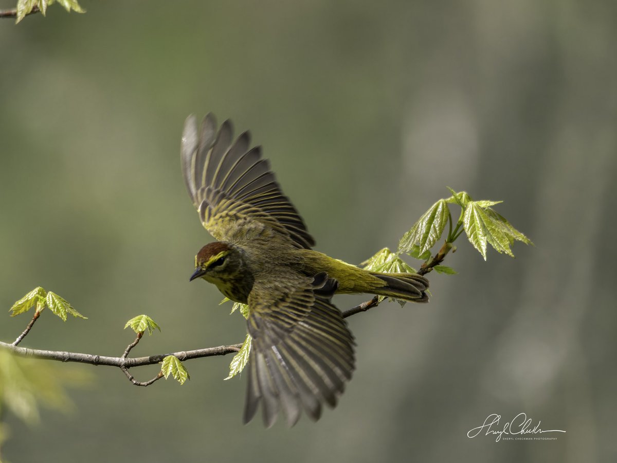 And he’s off…Palm Warbler in the Loch on Monday.  #palmwarbler #springmigration #birdsseenin2024 #birdcpp