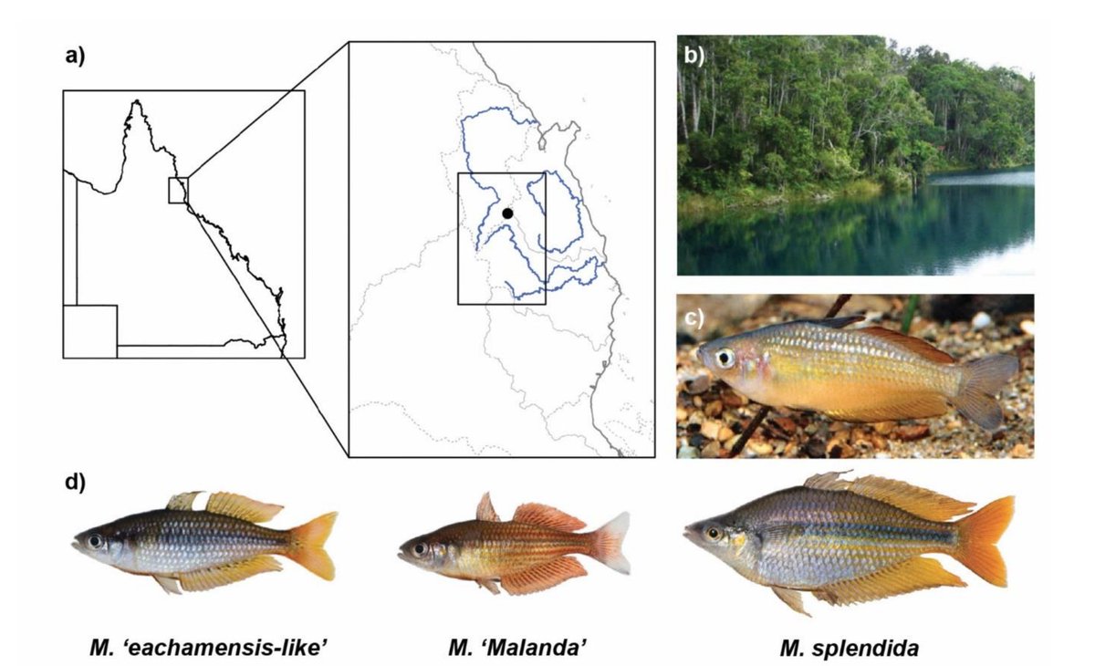Museum genomics reveals the hybrid origin of an extinct crater lake endemic. #RainbowFish #Melanotaenia #Melanotaeniidae 🔓 bit.ly/49GKoYU