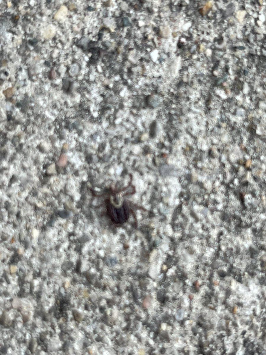 HCHikingClub's tweet photo. Two different ticks from the same hike. In the Hoosier National Forest. @INdnrnews https://t.co/yvEuB2cTXH
