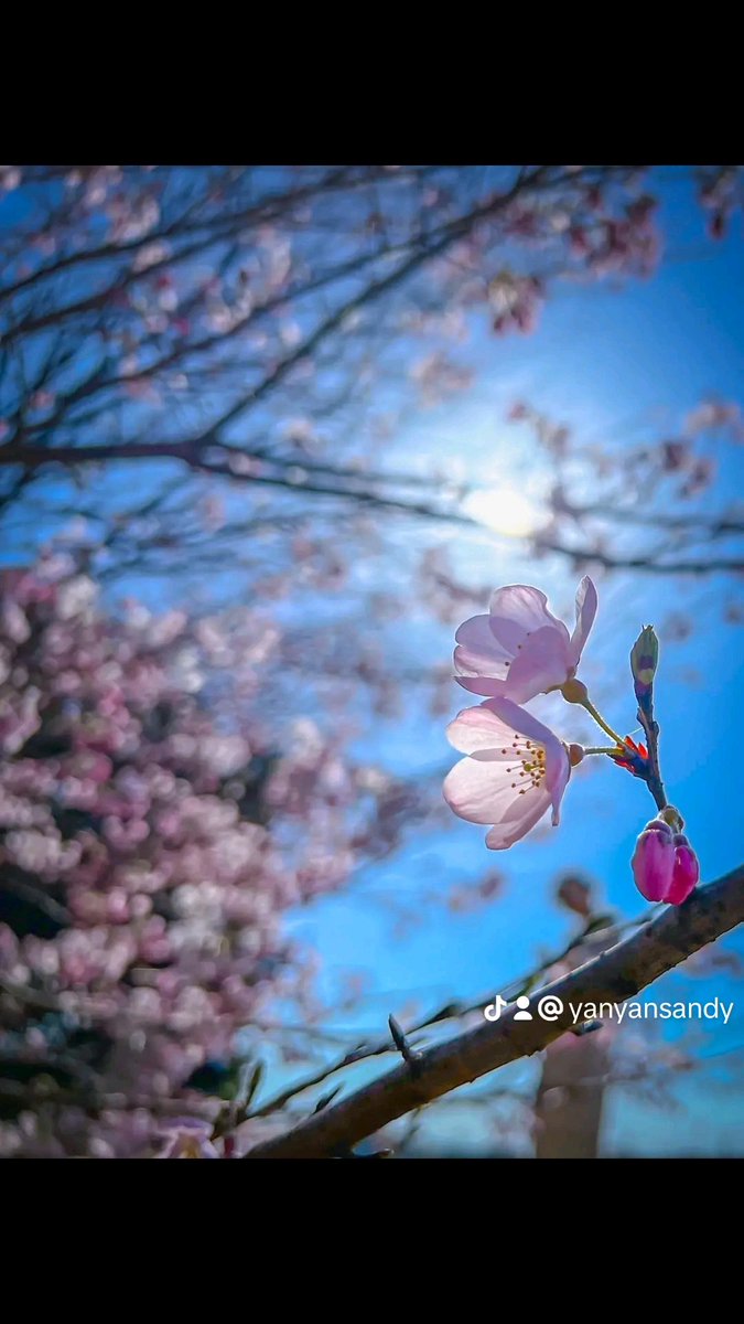 輕
   輕
       的
說
早安❤️❤️
        喜樂🌻🍀