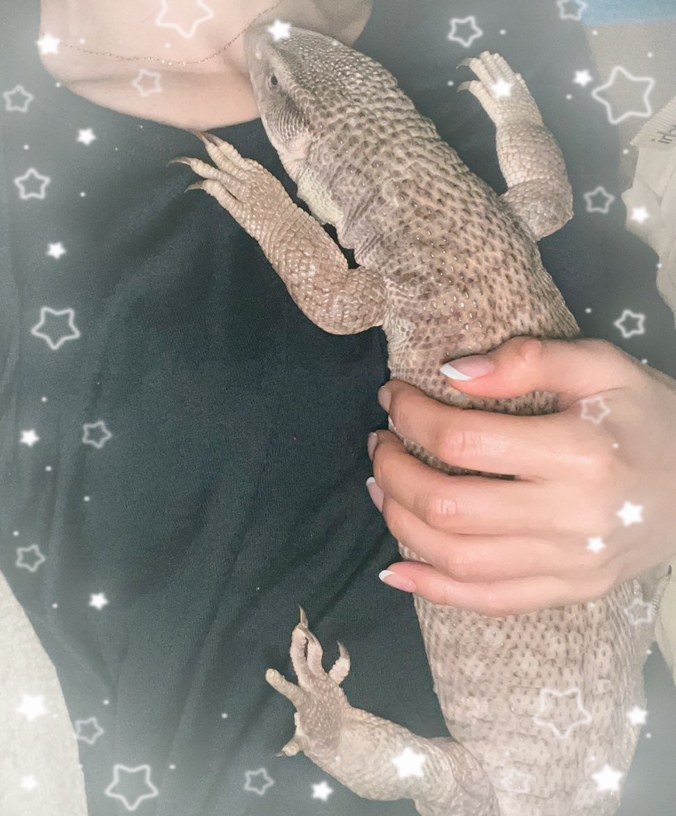 nnkhret's tweet photo. 2024.4.18
お休みの日…
3時間一緒にお昼寝💤🦎♡
ずぅっーとお利口さんに
くっついてくれてた💚
#サバンナモニター 
#サバモニ
#爬虫類 https://t.co/HMzk2NlxIv