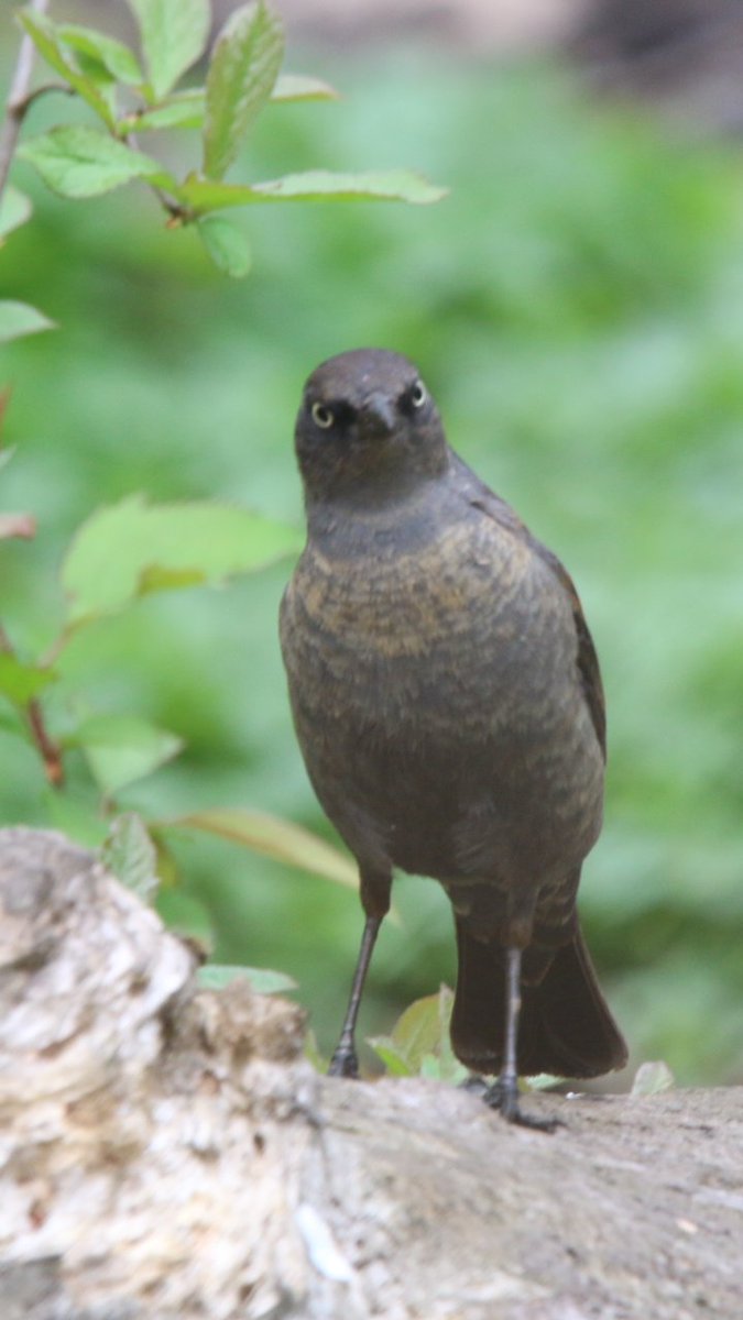 Purple finch Brown thrasher common raven and rusty blackbird Were the birding highlights of the day way to start the spring migration #birdcpp #birdcp