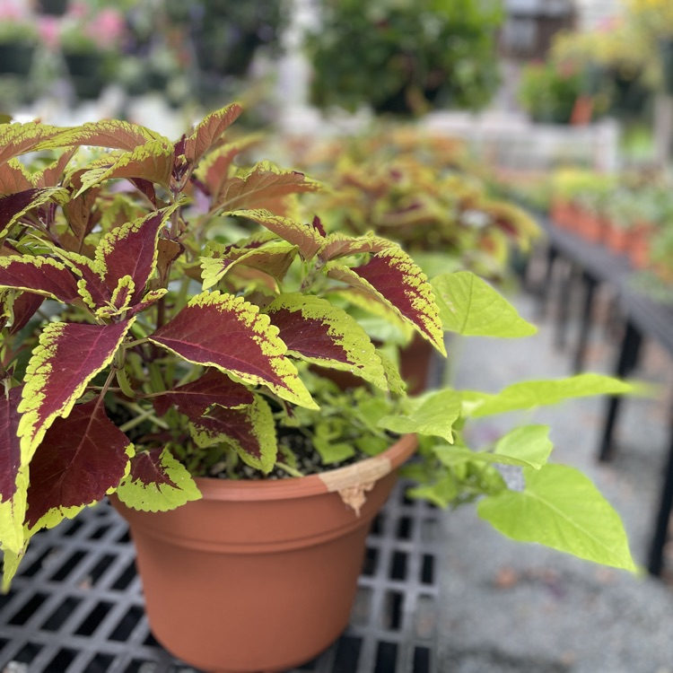 Spring has finally sprung in Chatham County! Looking to liven up your home? Check out the @NHSChargers Plant Sale on April 20th from 9:00 AM - 12:00 PM, they're offering mixed containers, hanging baskets, and more! #OneChatham #AllN