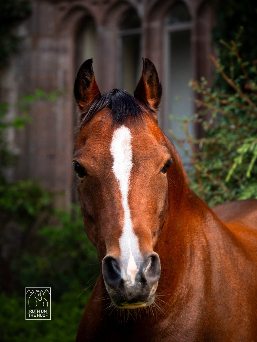 RuthOnTheHoof's tweet photo. Bunbury Sandringham the Welsh Section B, a.k.a. the Welsh Pony. This breed has sadly become another British rare breed. They are in the “At Risk” category of the @RBSTrarebreeds 2024/25 Watchlist. Let’s hope this news encourages more people to take an interest in them 🐴🐴 https://t.co/Ki5AjtPQ9L