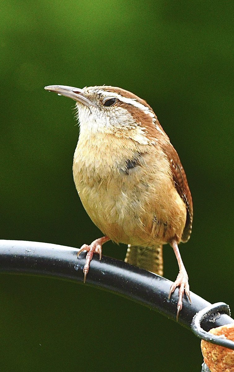 #wrensday Can You Smell what the Wren is cooking…