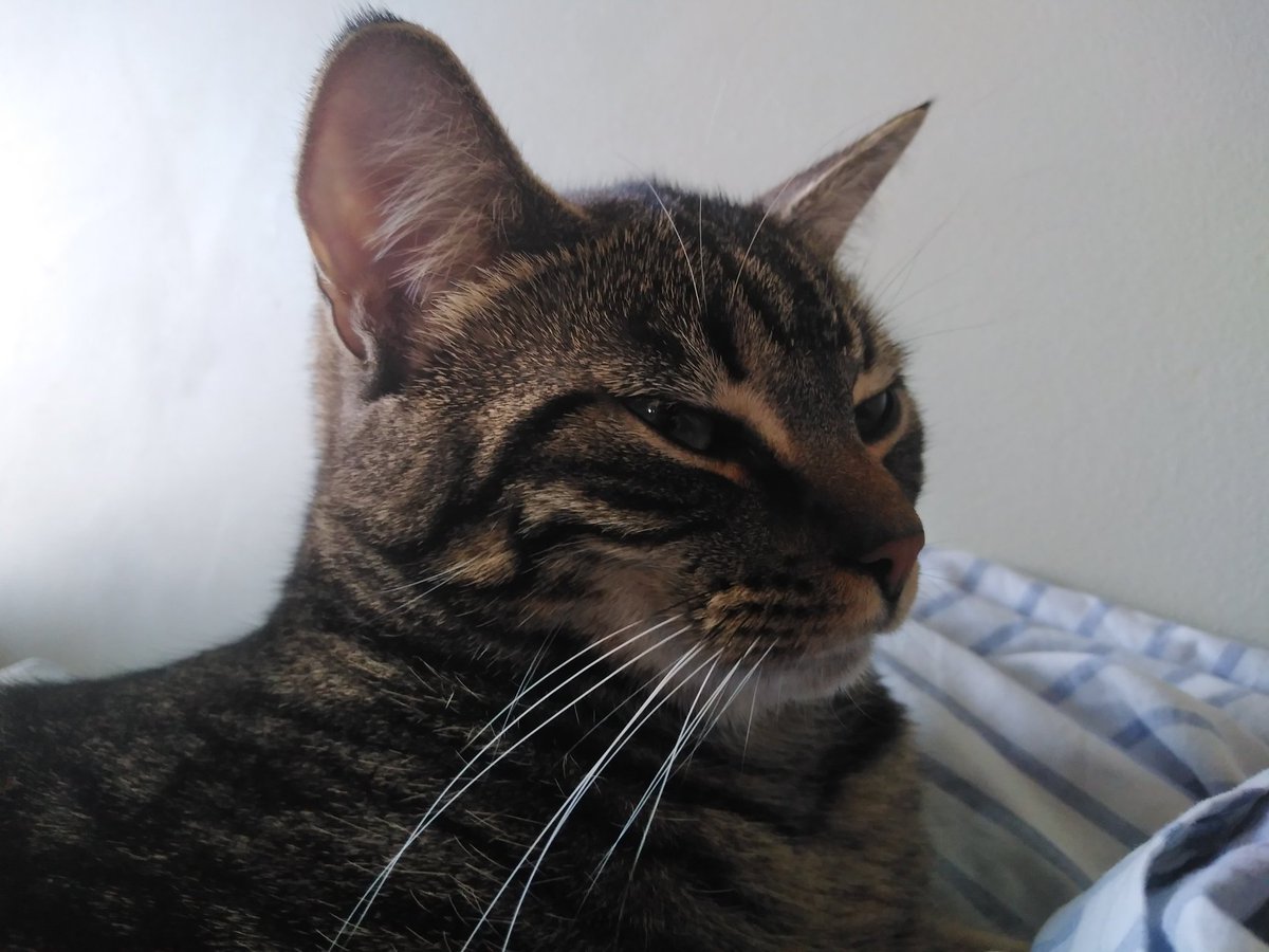 Arch_Novarias's tweet image. Day 614 - I've already worked a bit on tomorrows map. It'll be a continuation of the mine map of two days ago, if you go down in the depths! For now, kitten! Ha-hah