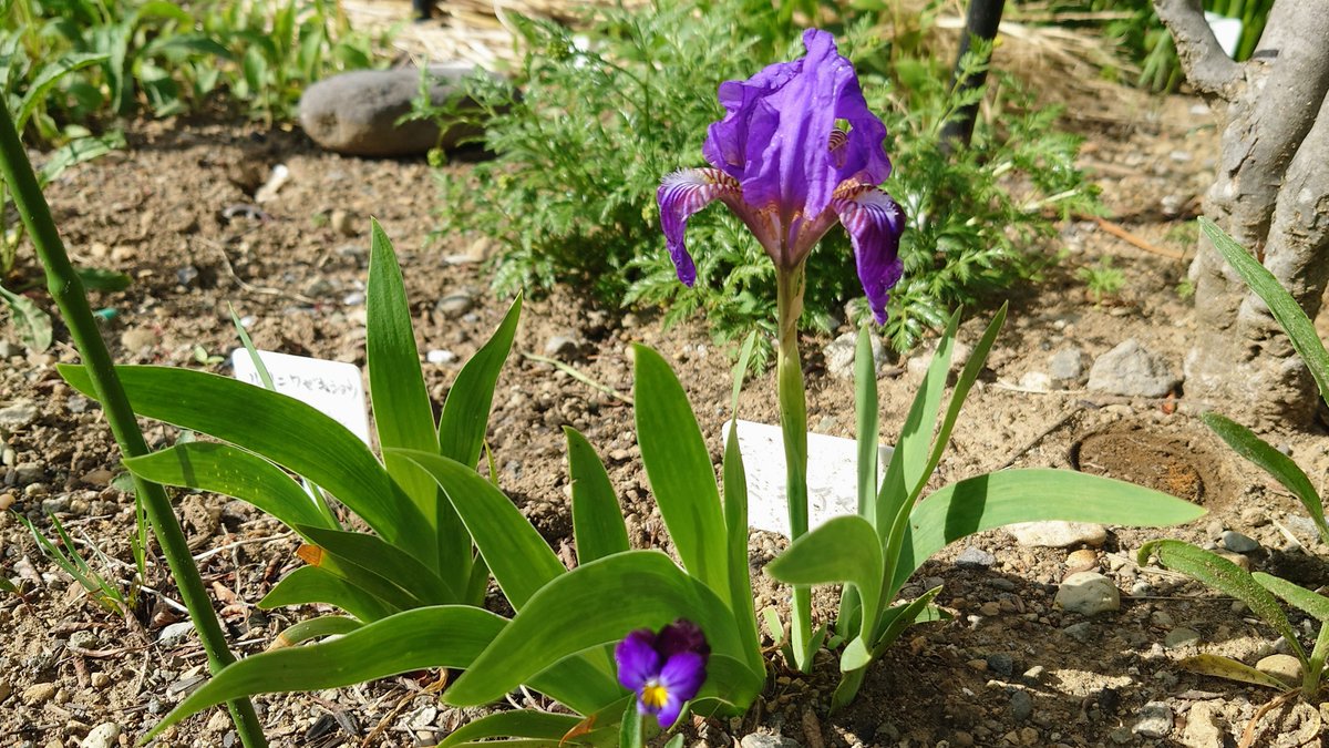 おはようございます
昨夜の地震、皆様大丈夫でしょうか
ご無事を祈ります🙇

昨日はゆっくり休養
我が家の #ミニガーデン 
この小さな #アヤメ
頂いて3年越し やっと咲いてくれた🌸
可愛いね🥰

正式名称知っている方がいたら
教えてください🙏
よろしくお願いします🙇
#ガーデニング #三寸アヤメ？