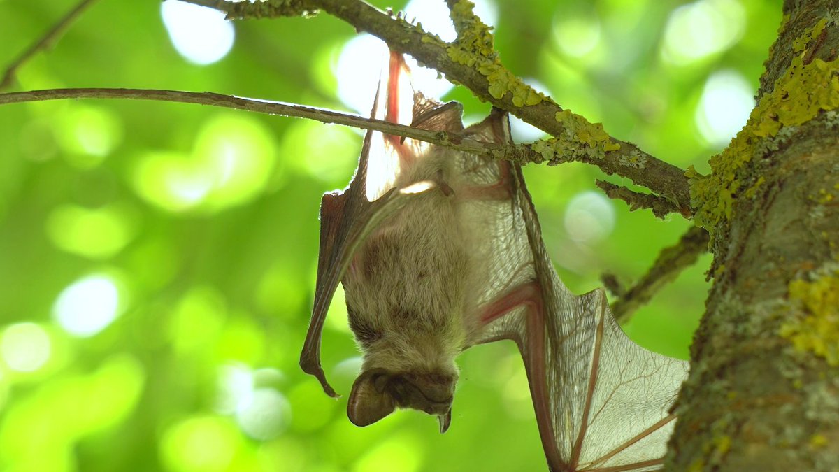 ¿Sabías que Nuevo León tiene registradas 34 especies de murciélagos? 🦇 Evelyn Ríos, curadora de una colección de más de 2 mil ejemplares en la @biologiauanl, y la investigadora Nayeli Rivera nos cuentan más sobre este mamífero. ➡️ youtu.be/Jzt_BnqkwuA