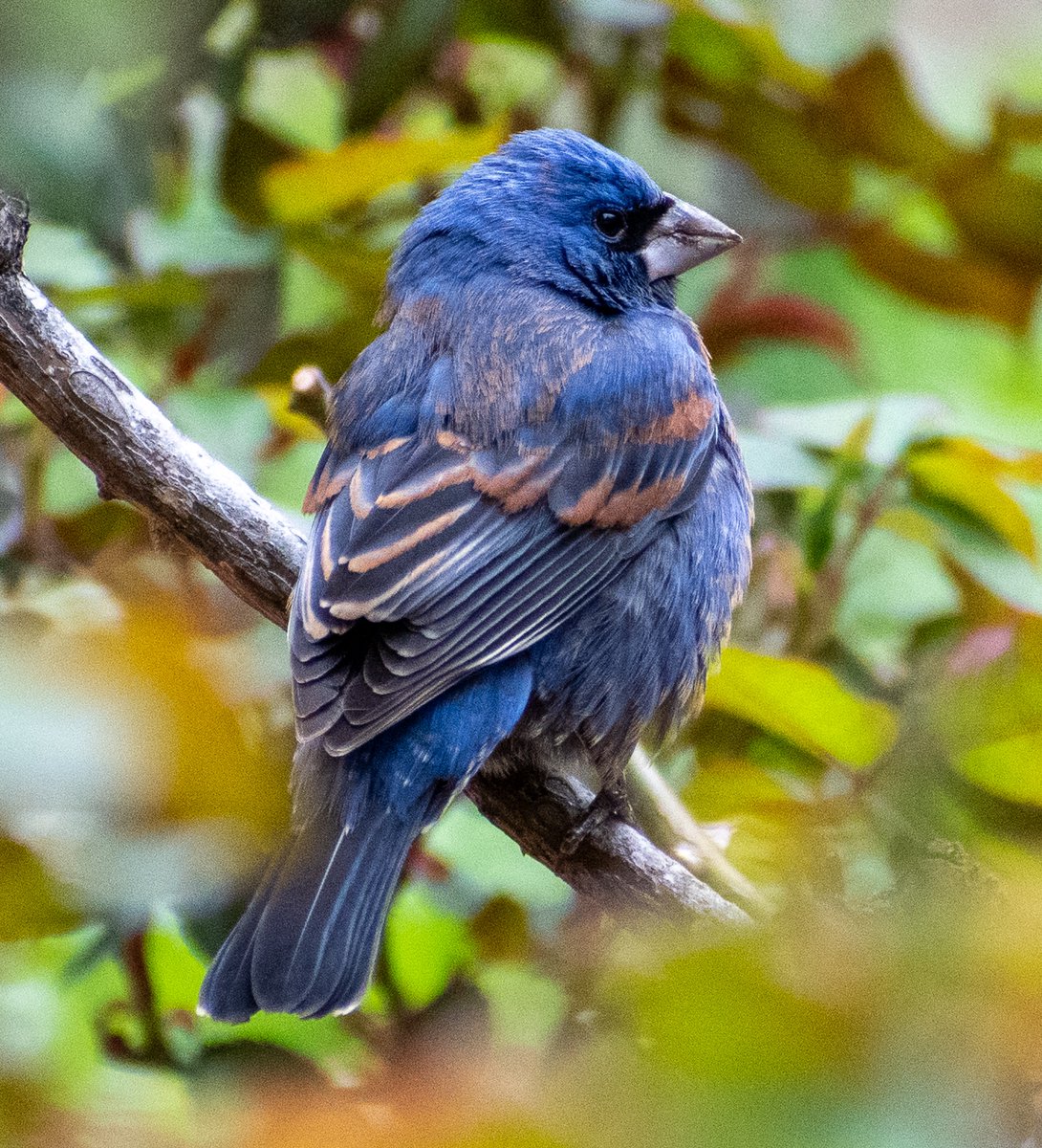 A captivating Blue Grosbeak (lifer) visiting the East Village, on April 17th #birding #birdcpp