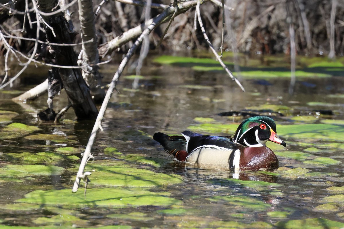 I was able to get a nice view of a Wood Duck drake at Harvey Schmidt Park for Wood Duck Wednesday.