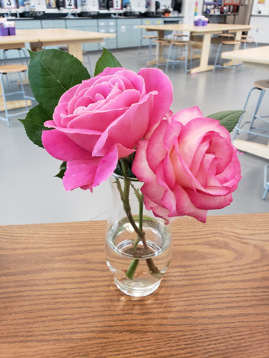 I brought these Roses from my garden at home! They smell so sweet!