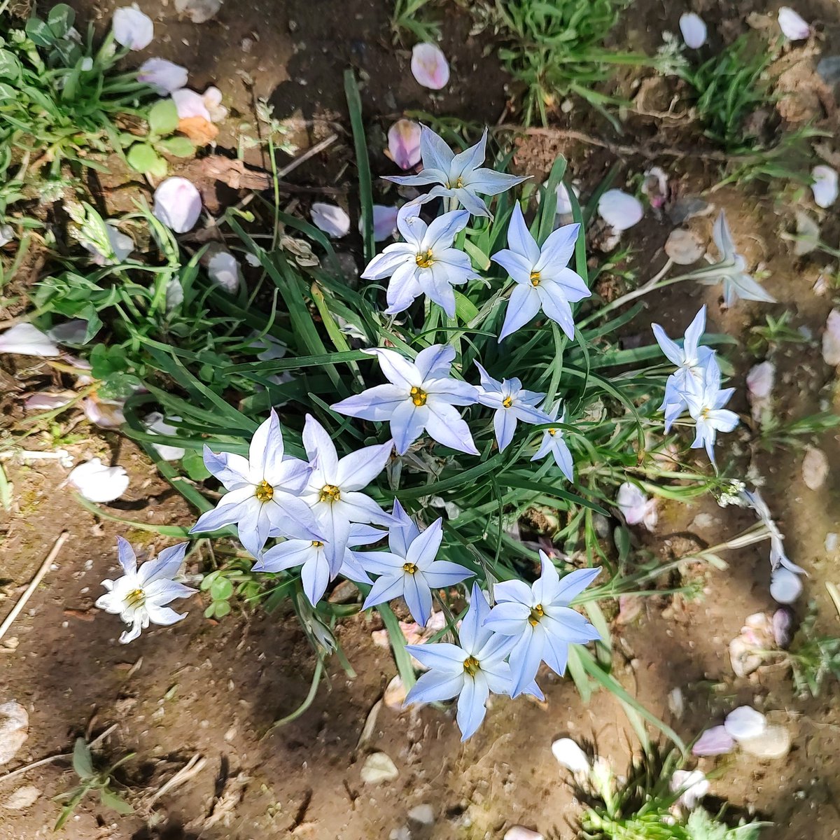 sirocco234's tweet photo. おはようございます☁
4月18日の誕生花ハナニラ 花韮
花言葉 悲しい別れ 星に願いを 愛しい人
緑の季節へと季節がうつろいます
佳き一日を🌳
flowerm eanings sad farewell
#Springstarflower
#花言葉 #花好きな人と繋がりたい https://t.co/7vZjzy2QVB