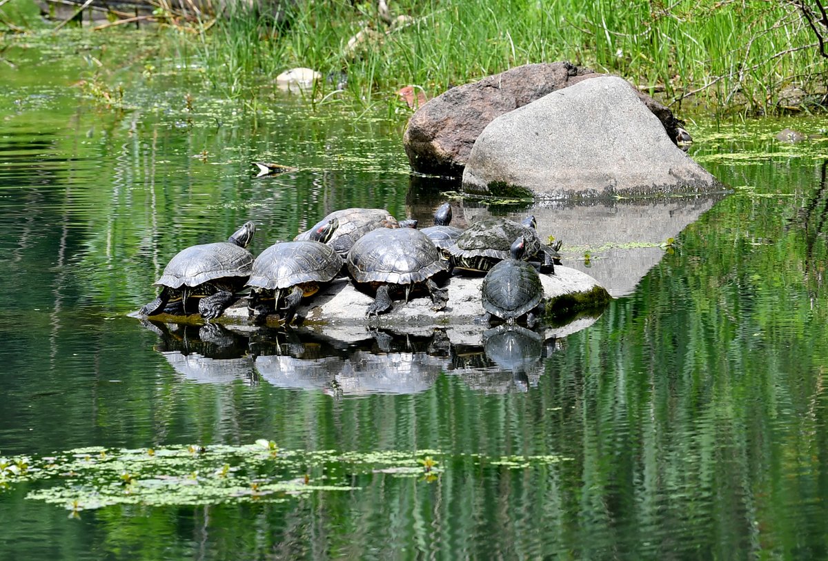 #EarthDay is coming up on April 22! Don’t slow your support! 🐢Hop on the log 🪵 with a gift to Prospect Park Alliance today to help keep Brooklyn’s Backyard thriving for our community of people, plants and wildlife. ☀️ Give now: bit.ly/GiveSpring2024 c. Paul Martinka