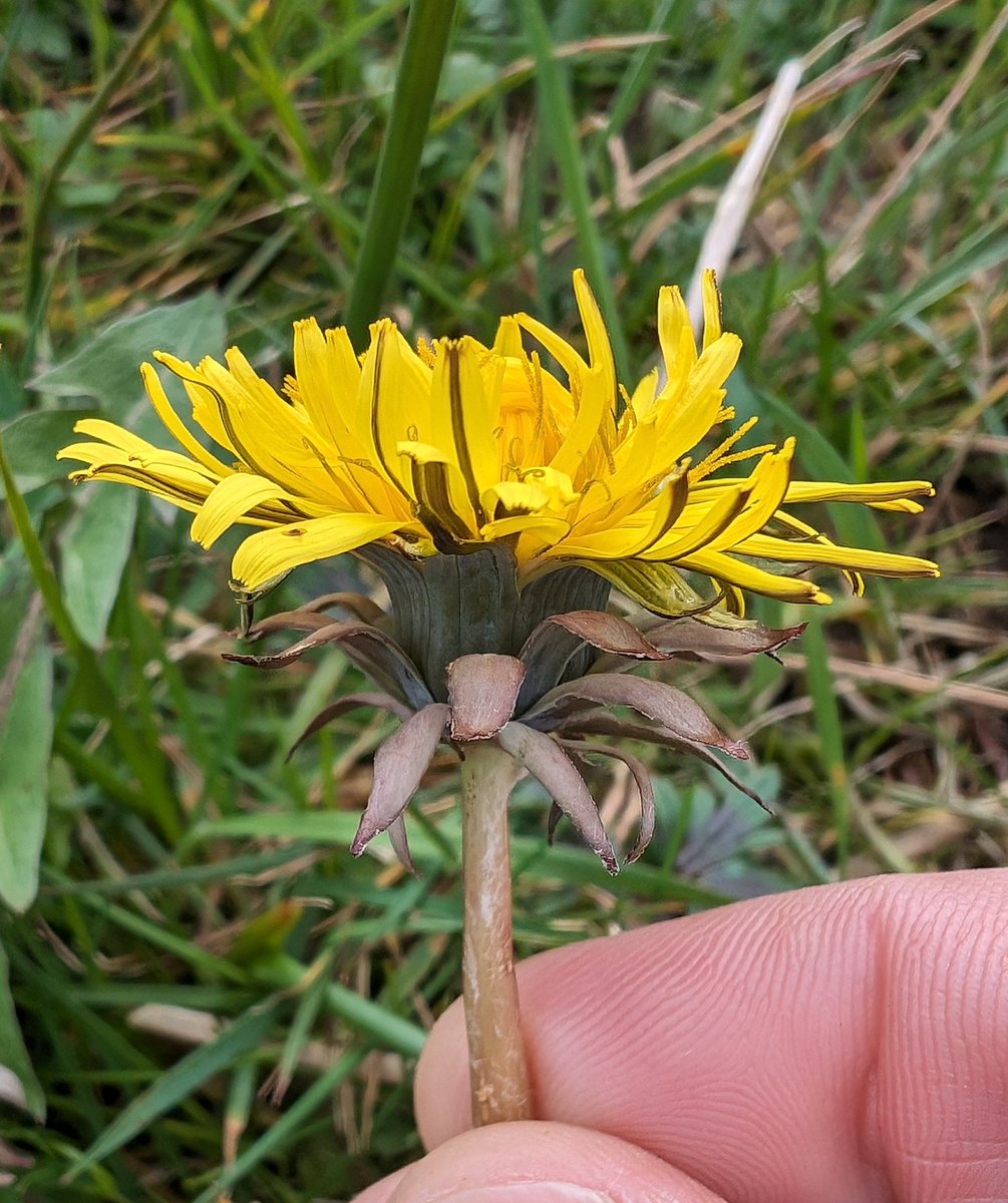 Wending my way south for #dandefest2024. The walks from Tebay on the M6 are way better than any other services I know. There's even a footpath across an unimproved marshy grassland with flowering dandelions!