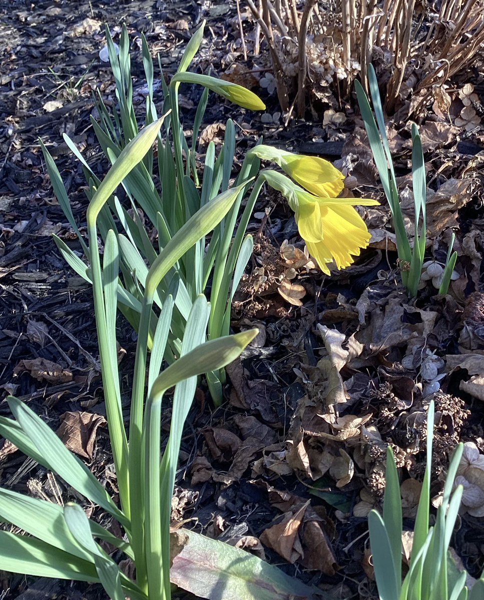 Happiness is spring #daffodils! 🌼 #NorthGrenville 🇨🇦