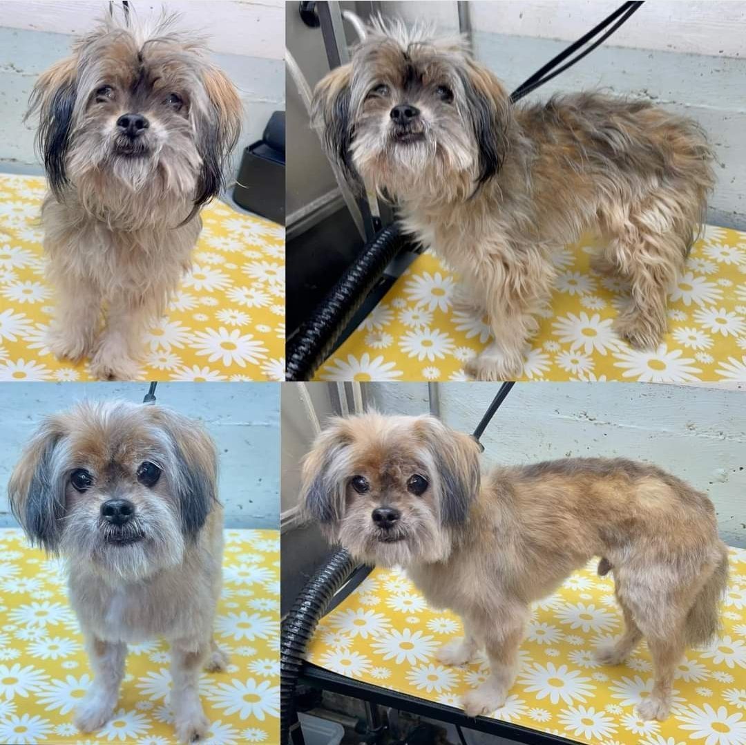 Clean up on Aisle 3! Looking great after your #glowup, Piccolo, thanks to our amazing #volunteer groomer, @cindyfreyperry 💈👏#Adopt a #seniordog!