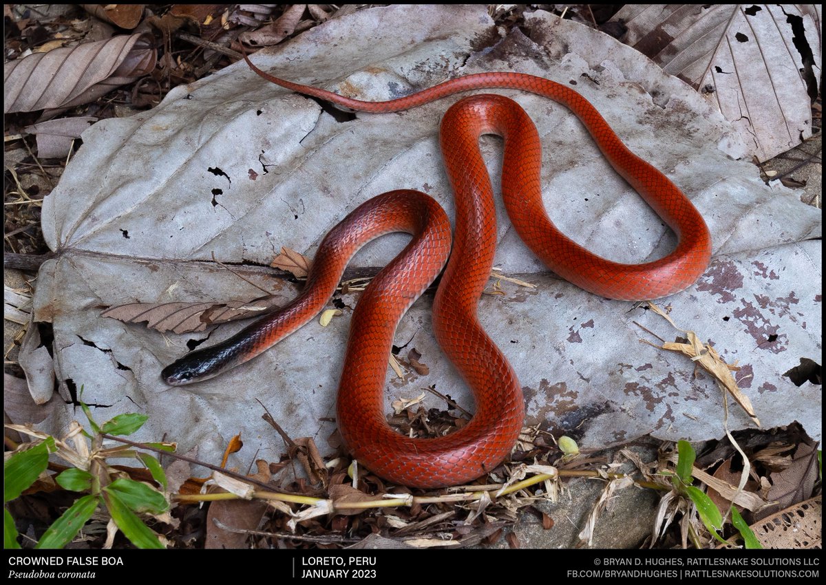 A very cool and common snake encountered in the Peruvian Amazon – the Crowned False Boa.