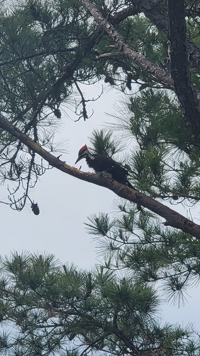 Saw this woodpecker at work today! He was tearing up that branch lol