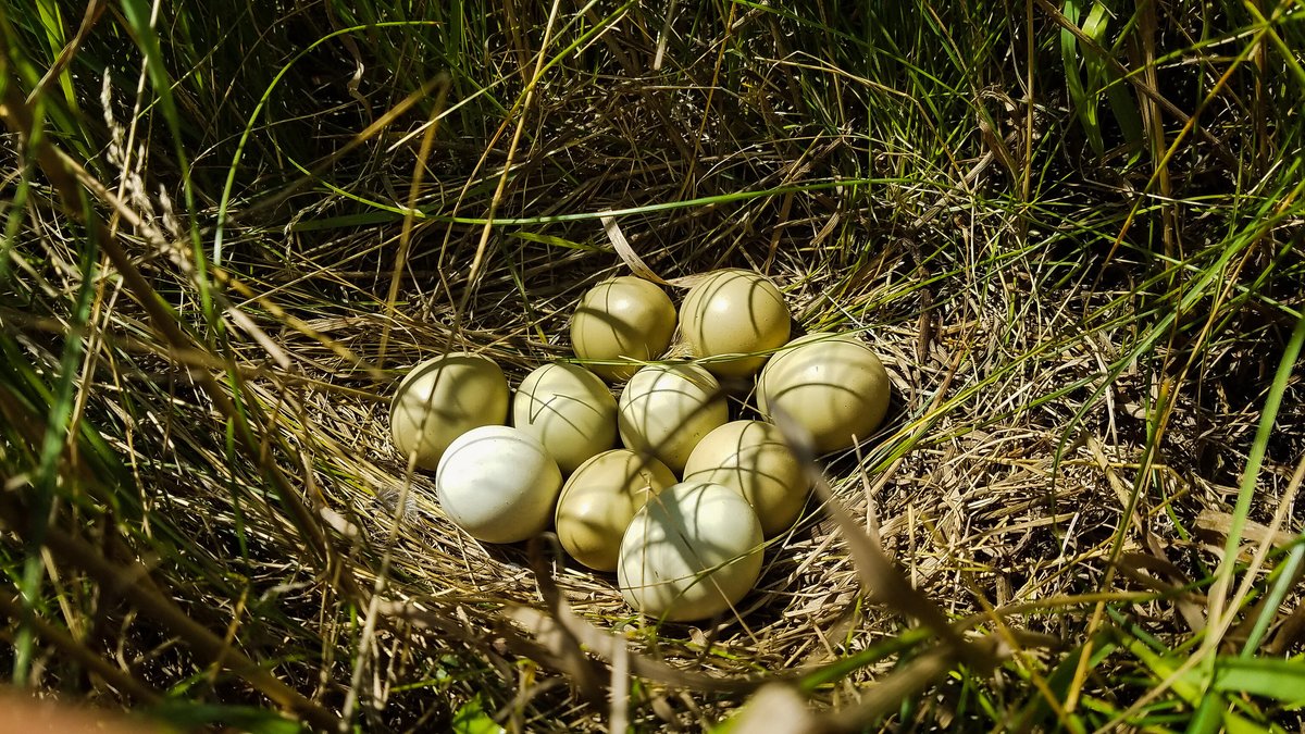 '#WaterfowlWednesday,' a poem: Waterfowl migration is well underway, Many ducks will continue throughout April & May Waterfowl migration in vibrant display Watch as they settle on wetlands, reeds softly sway, This duck has nested under the thistle fray! 📷Mick Hanan/USFWS