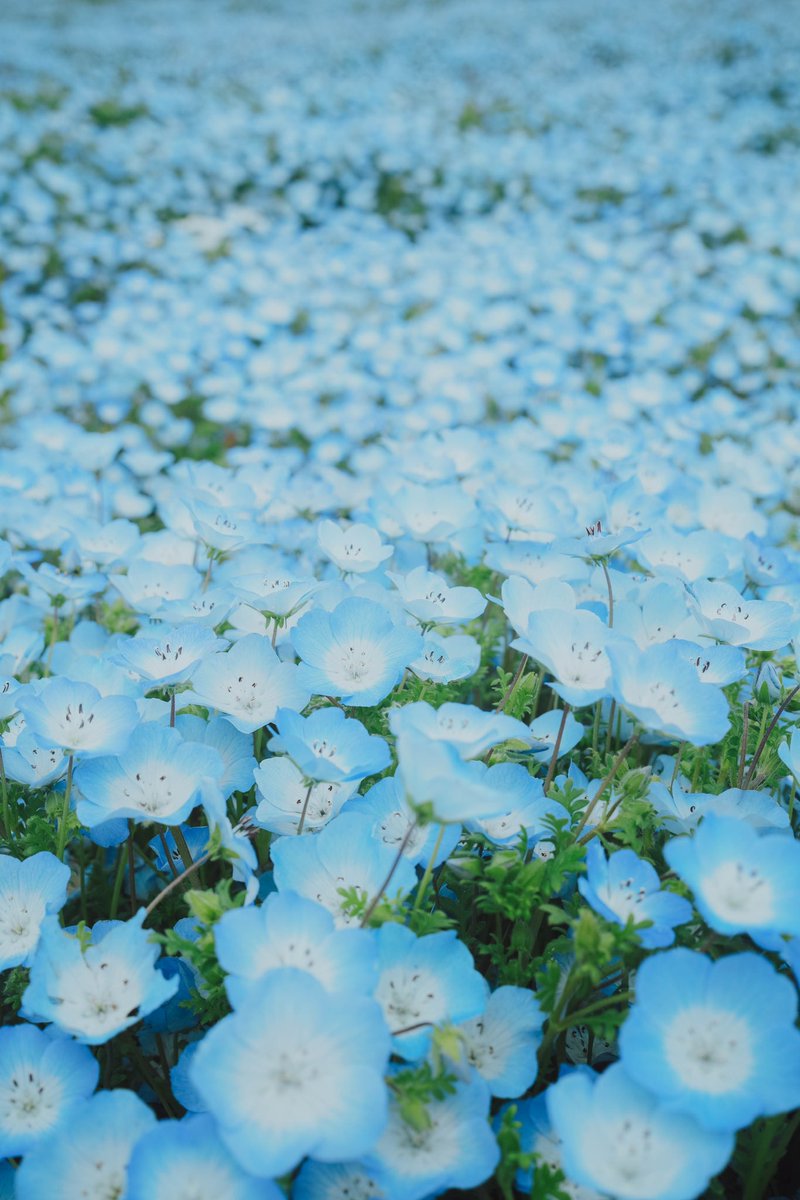 【お知らせ】
見ごろです。

#ひたち海浜公園 #ネモフィラ #nemophila