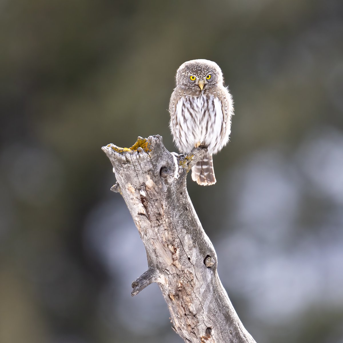 'Whoo' is coming to Cody Yellowstone this summer? Tell us in the comments! 🦉 #WildlifeWednesday Request your vacation guide here: bit.ly/3vUQpng 📸 [IG]: 'benbwildlife'