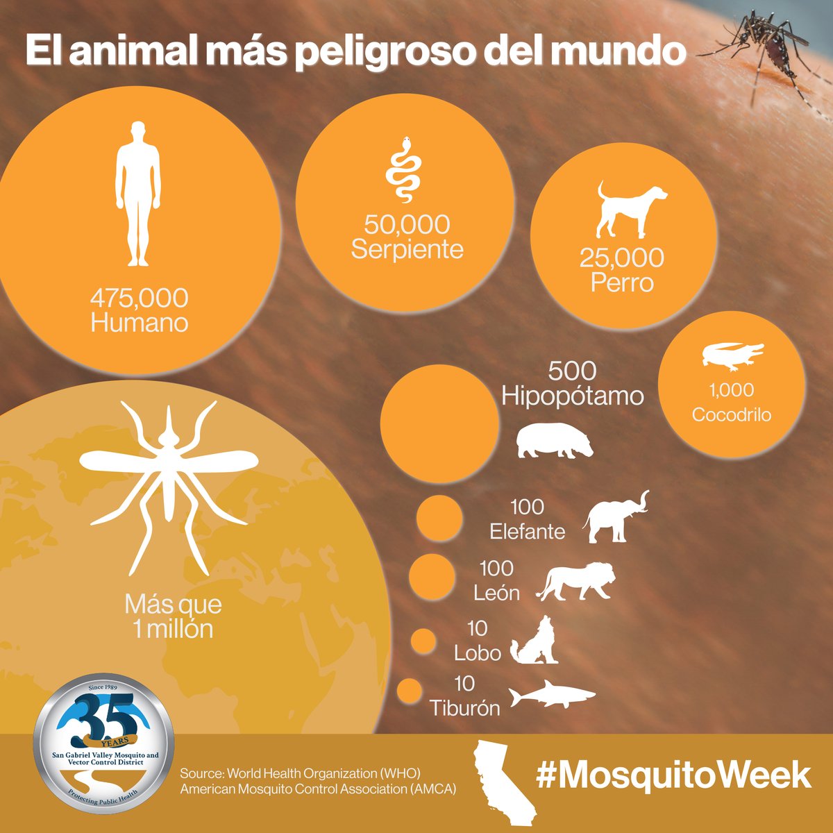 Mosquitoes are the world's deadliest animal, causing millions of deaths each year through diseases like malaria, dengue, and Zika. Let's raise awareness about the importance of mosquito control and prevention. #MosquitoWeek #SGVmosquito35th MosquitoAwareness.org @SGVmosquito