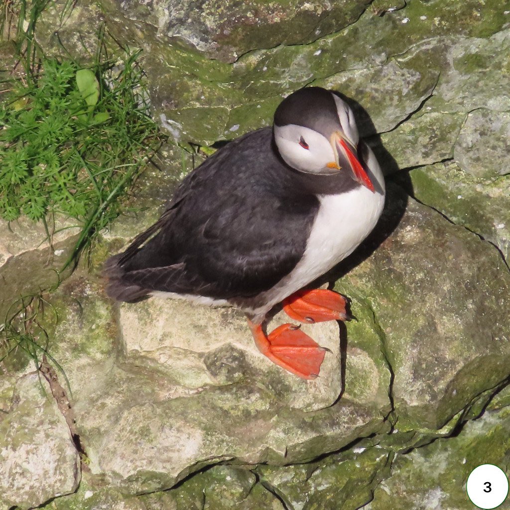 Life on the edge #puffins