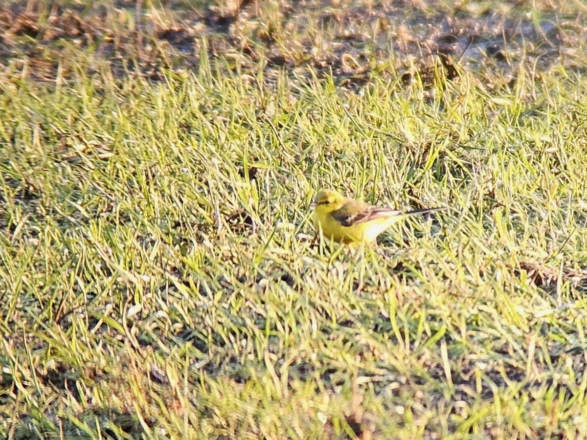 A quick check of Shalford Meadow, Lt Cornard after work this evening produced 11+Yellow Wagtails & a single Grey Wagtail feeding with Pieds towards N end plus a Willow Warbler singing at N end, Common Snipe & the 5 Lapwing still present.