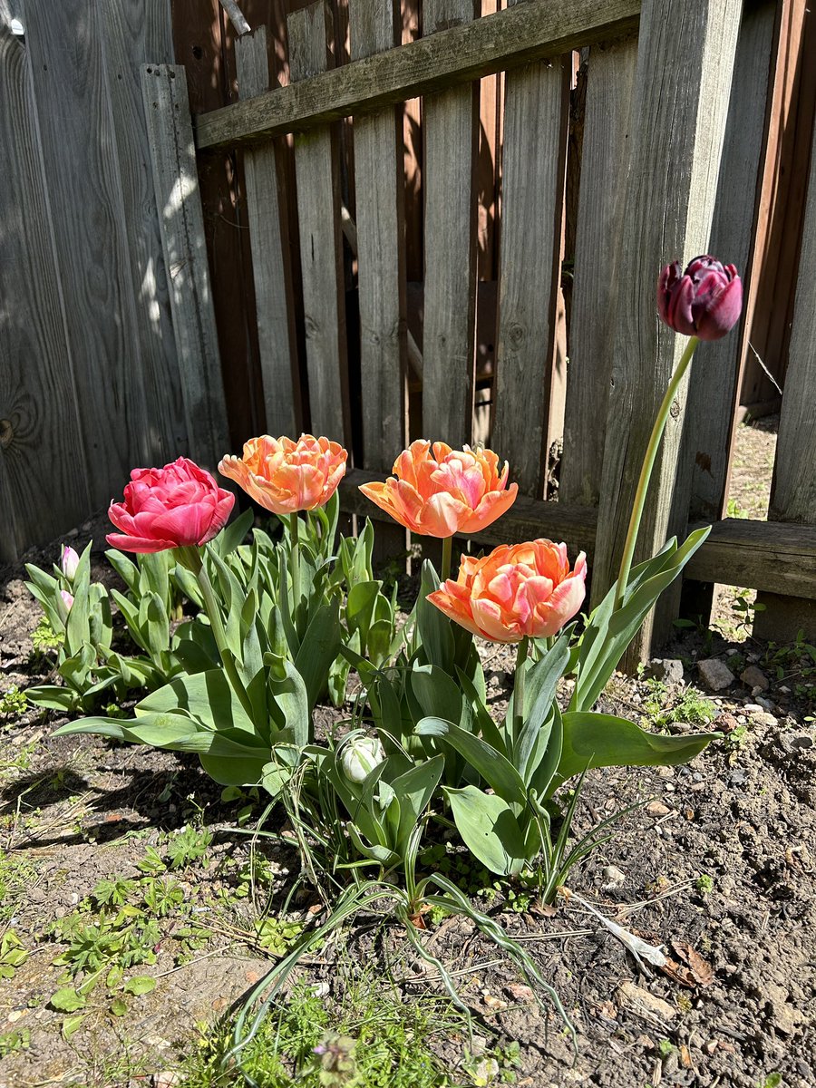 Timeline cleanser with some beautiful tulips.