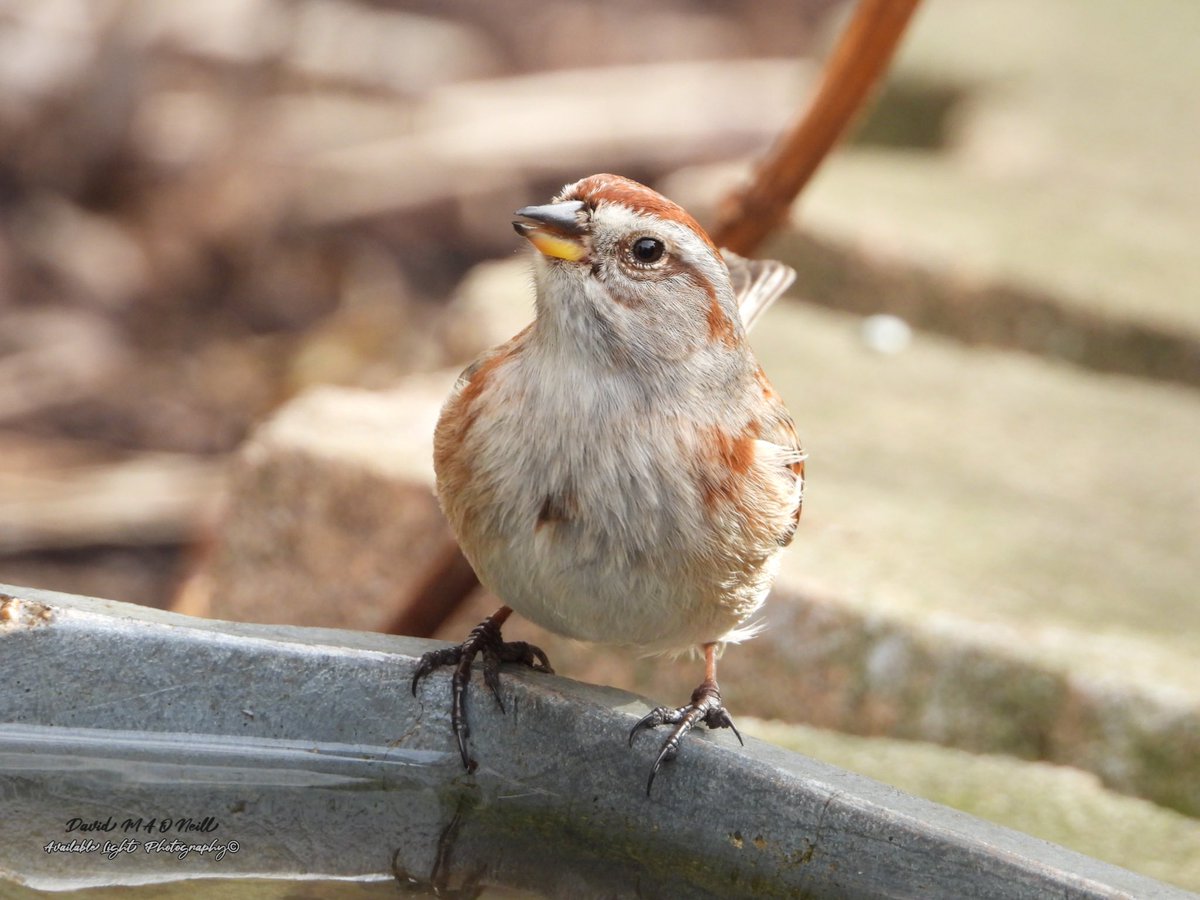 American tree sparrows