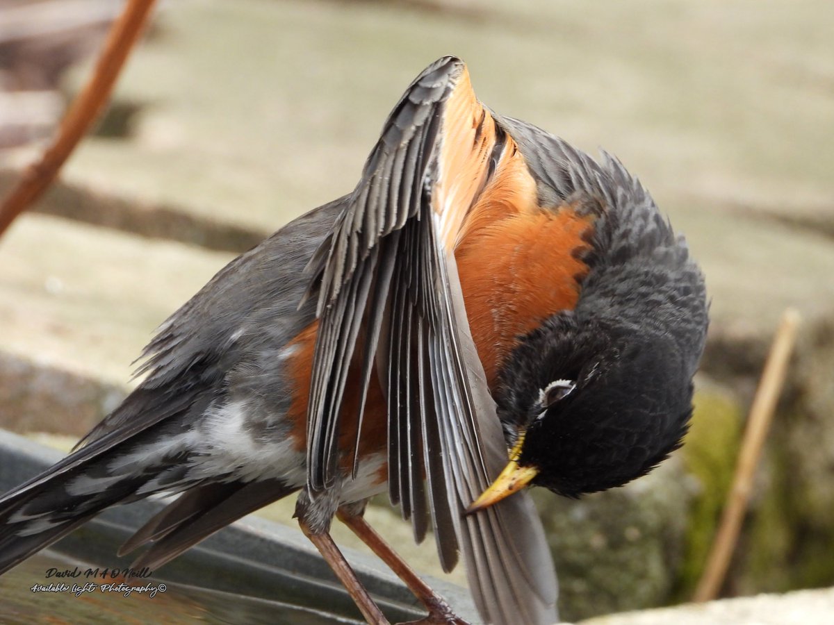 Male American Robin