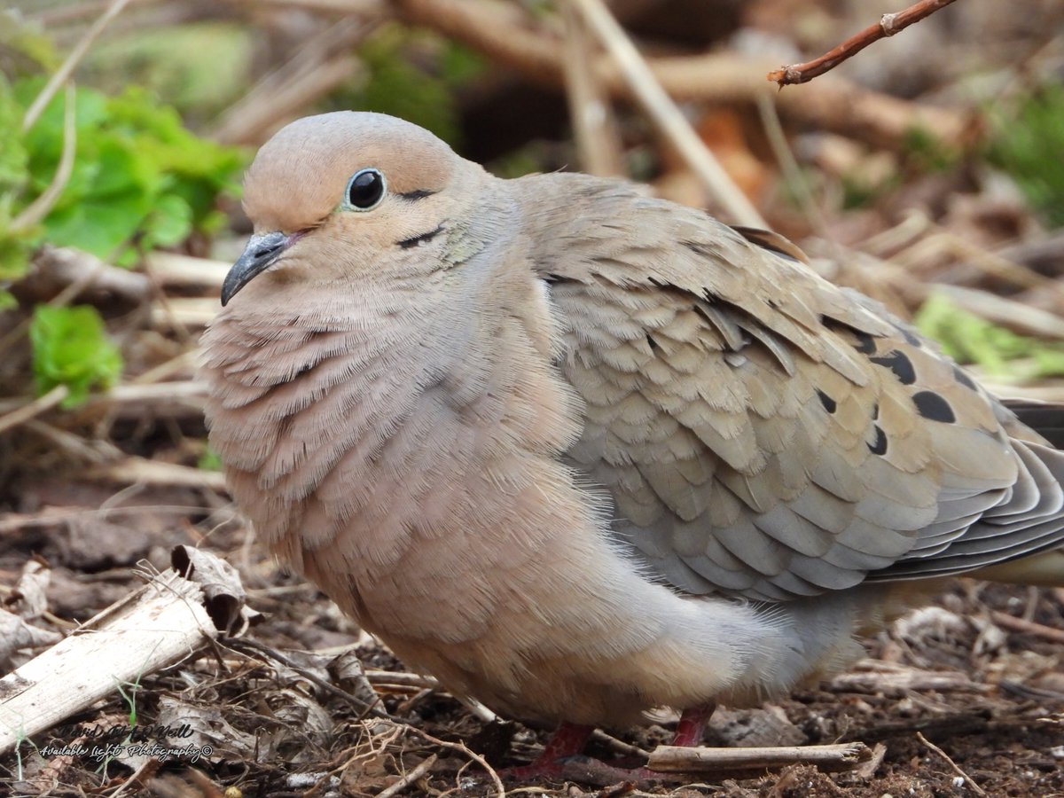 Mourning dove