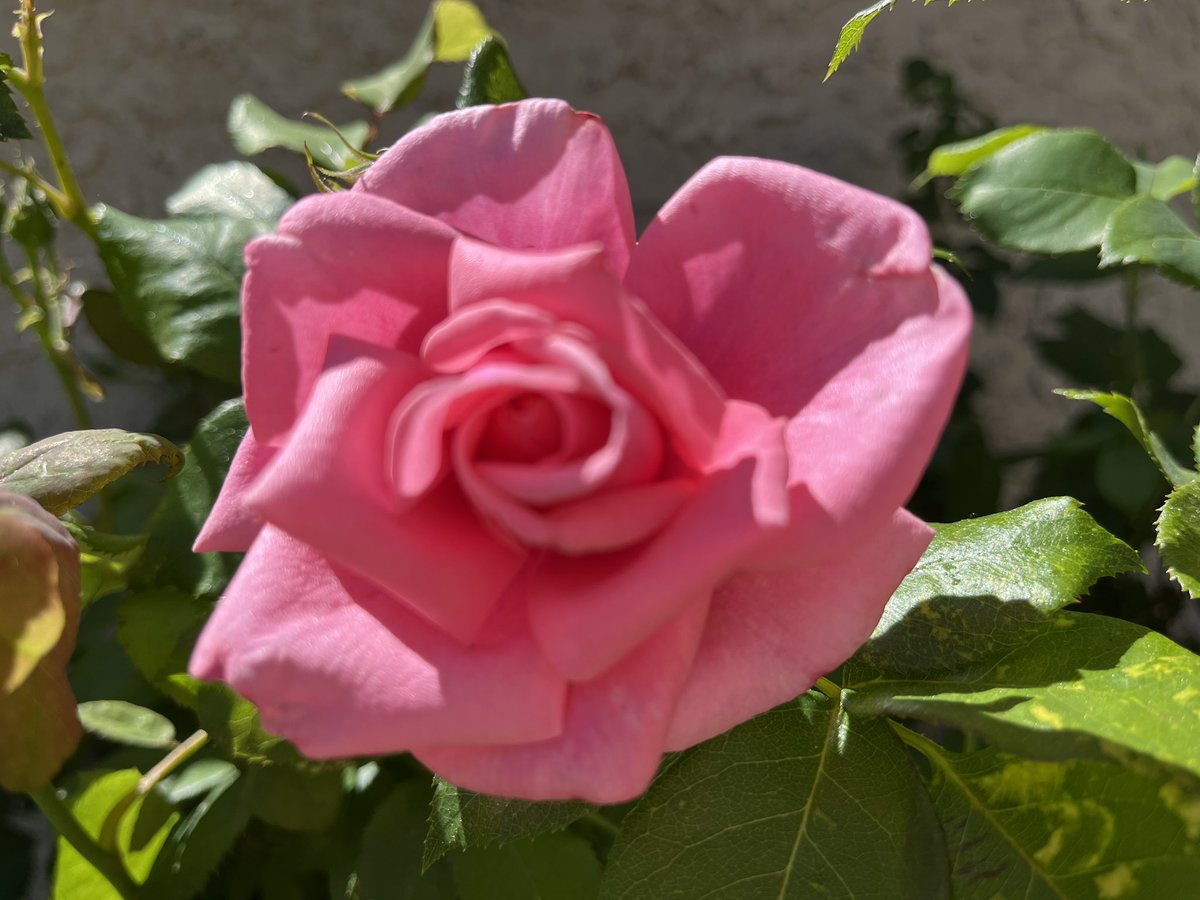 @HARTResearch @sjholt50 @VenetiaJane @LisaMSutch @christinedemar @Rubyslippers82 @CesPlantsRey Beautiful pink rose Jacque ! 🩷🌹Happy #RoseWednesday