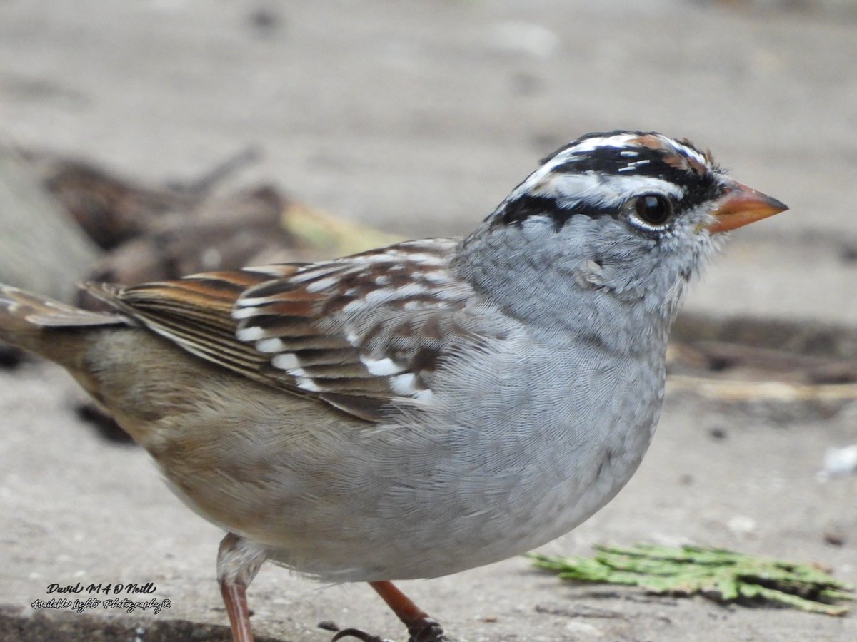 White crowned sparrow