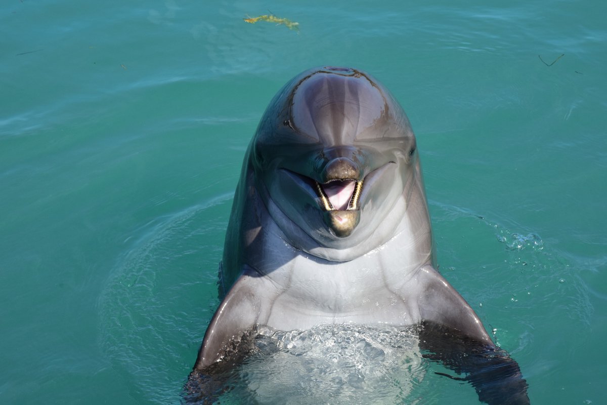 Nos enorgullece compartir que nuestro Hábitat Dolphin Connection, ubicado en Florida Key, Estados Unidos se acredito nuevamente con el sello de American Humane Certified que otorga American Humane a aquellas instituciones que garantizan bienestar y brindan un trato excepcional a