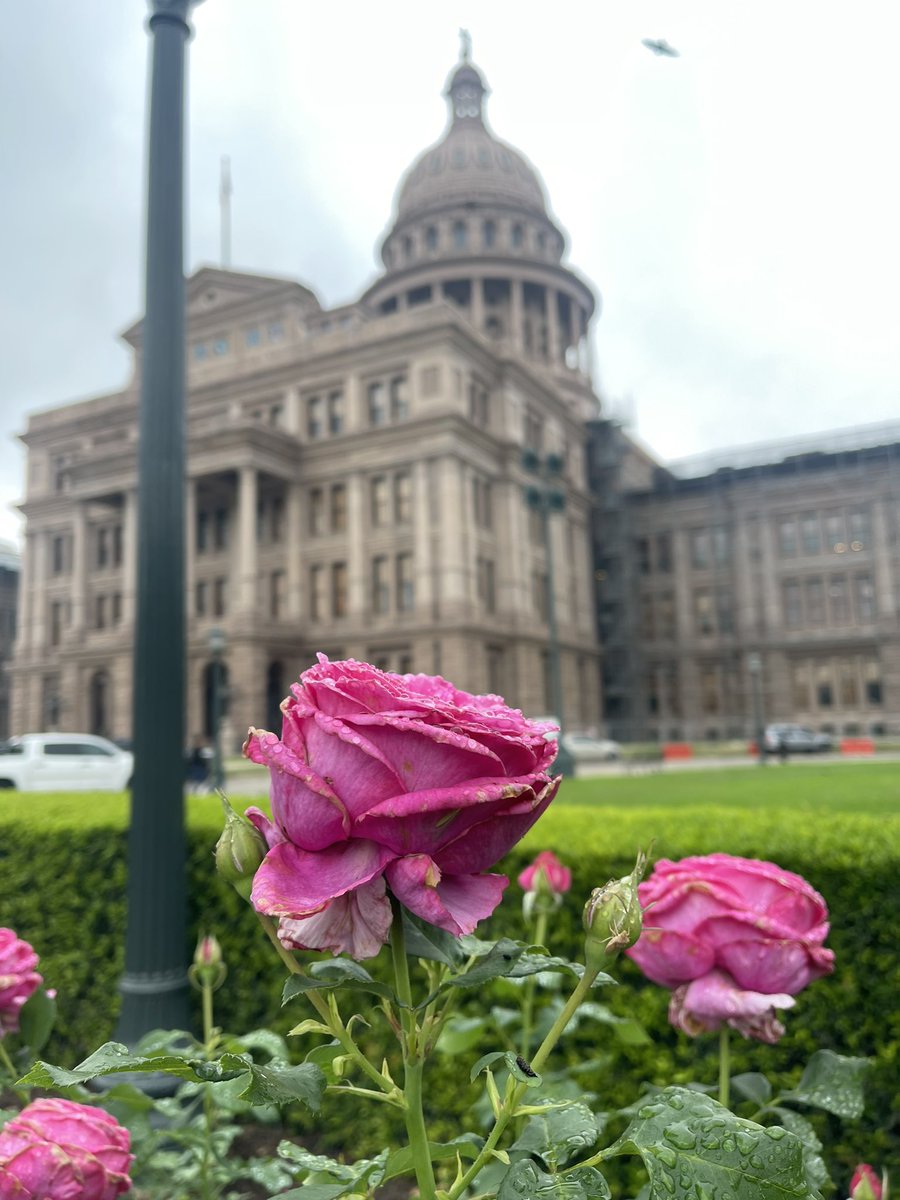 Tyler roses are in full bloom at the Texas Capitol.