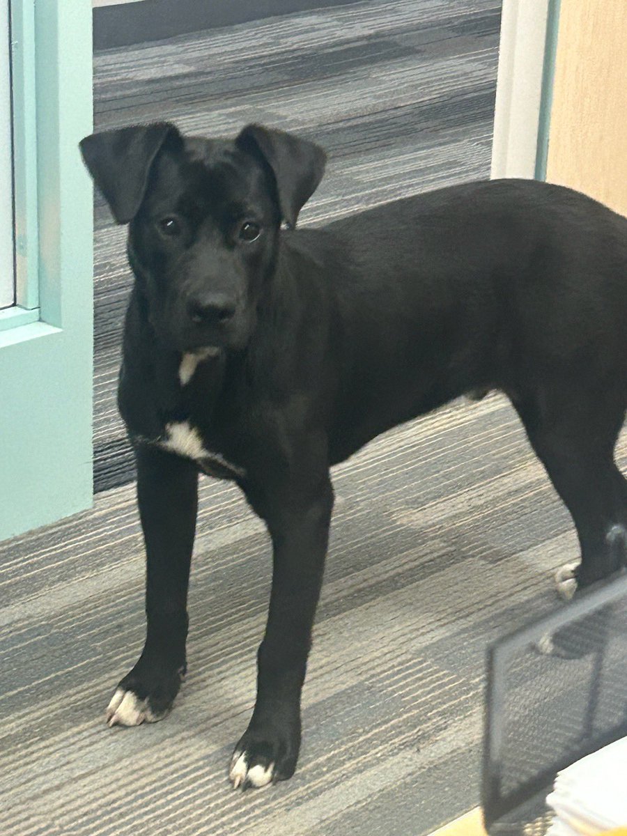 UChicagoSafe tweet media