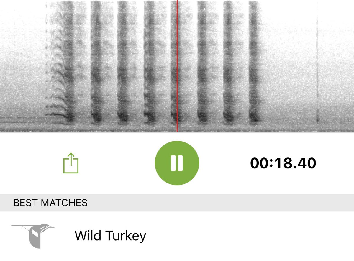Lindsay Thomas Jr. (@lindsaythomasjr) on Twitter photo It’s been a tough turkey season for me, but <a href="/MerlinBirdID/">Merlin Bird ID</a> confirmed it’s not the quality of my calling. It’s been a tough turkey season for me, but <a href="/MerlinBirdID/">Merlin Bird ID</a> confirmed it’s not the quality of my calling.