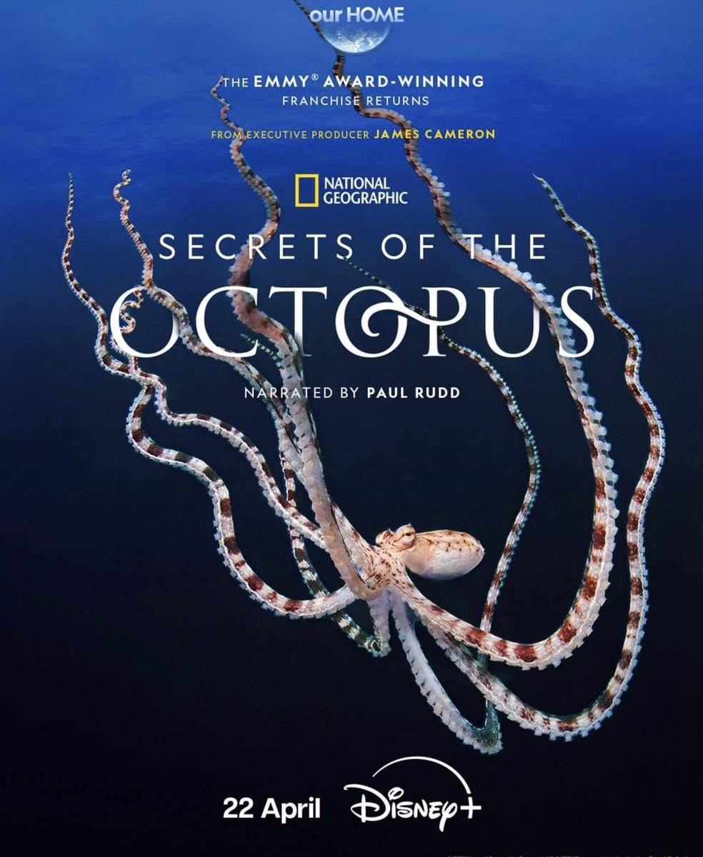 The octopus is a master of disguise, capable of camouflaging itself at any moment. But what other secrets do they hold?
From @jamescameronofficial and narrated by Paul Rudd, #SecretsOfTheOctopus premieres Sunday, 22 April on National Geographic Africa and #DisneyPlusZA. #ourHOME