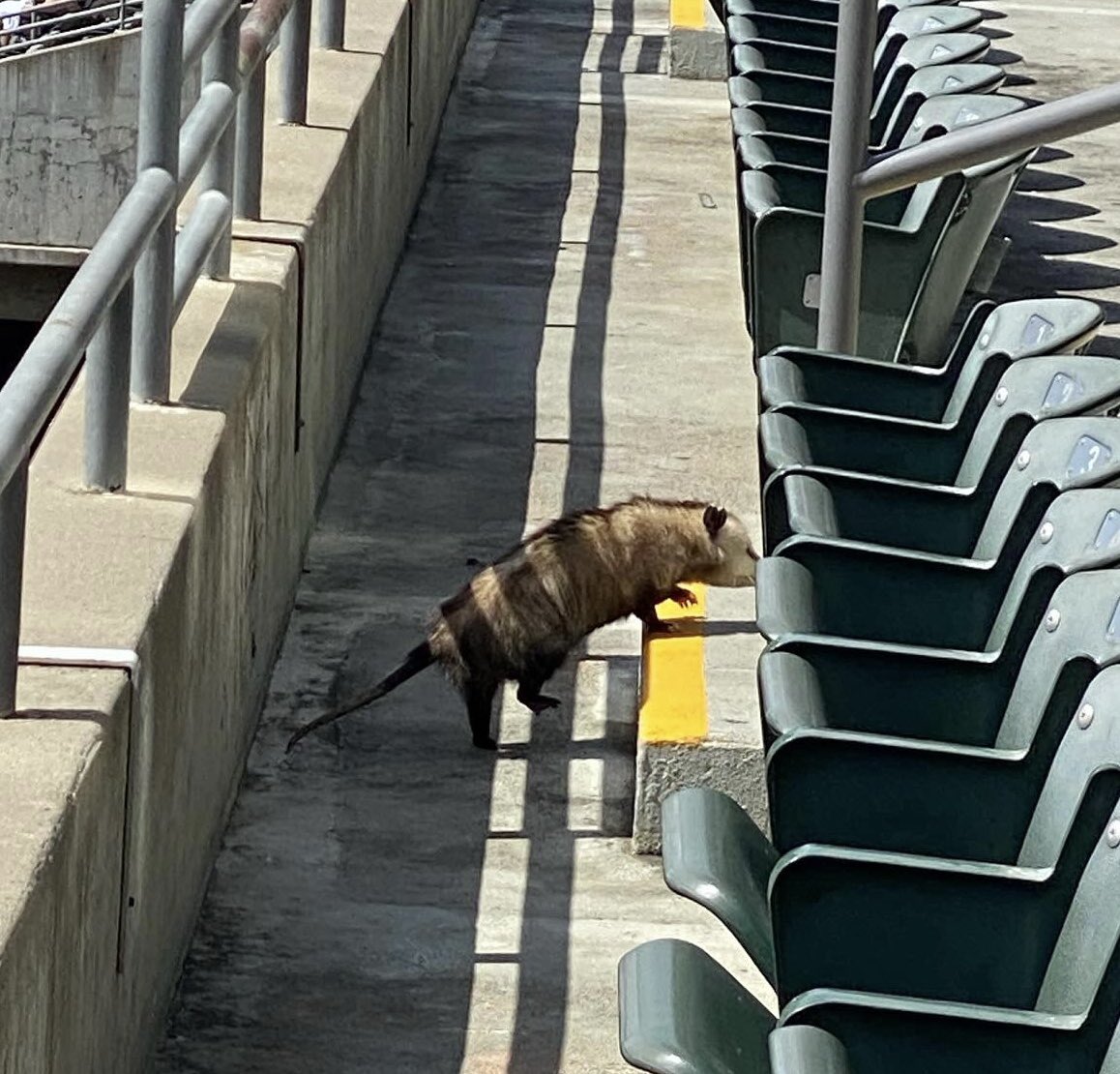 RallyPossum tweet picture