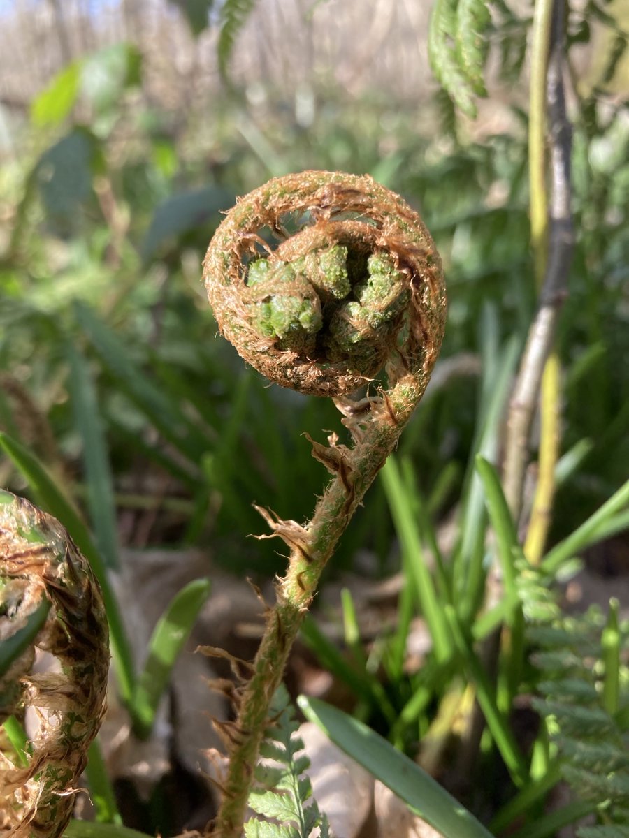 A Wood Fern at its most beautiful in our woodland