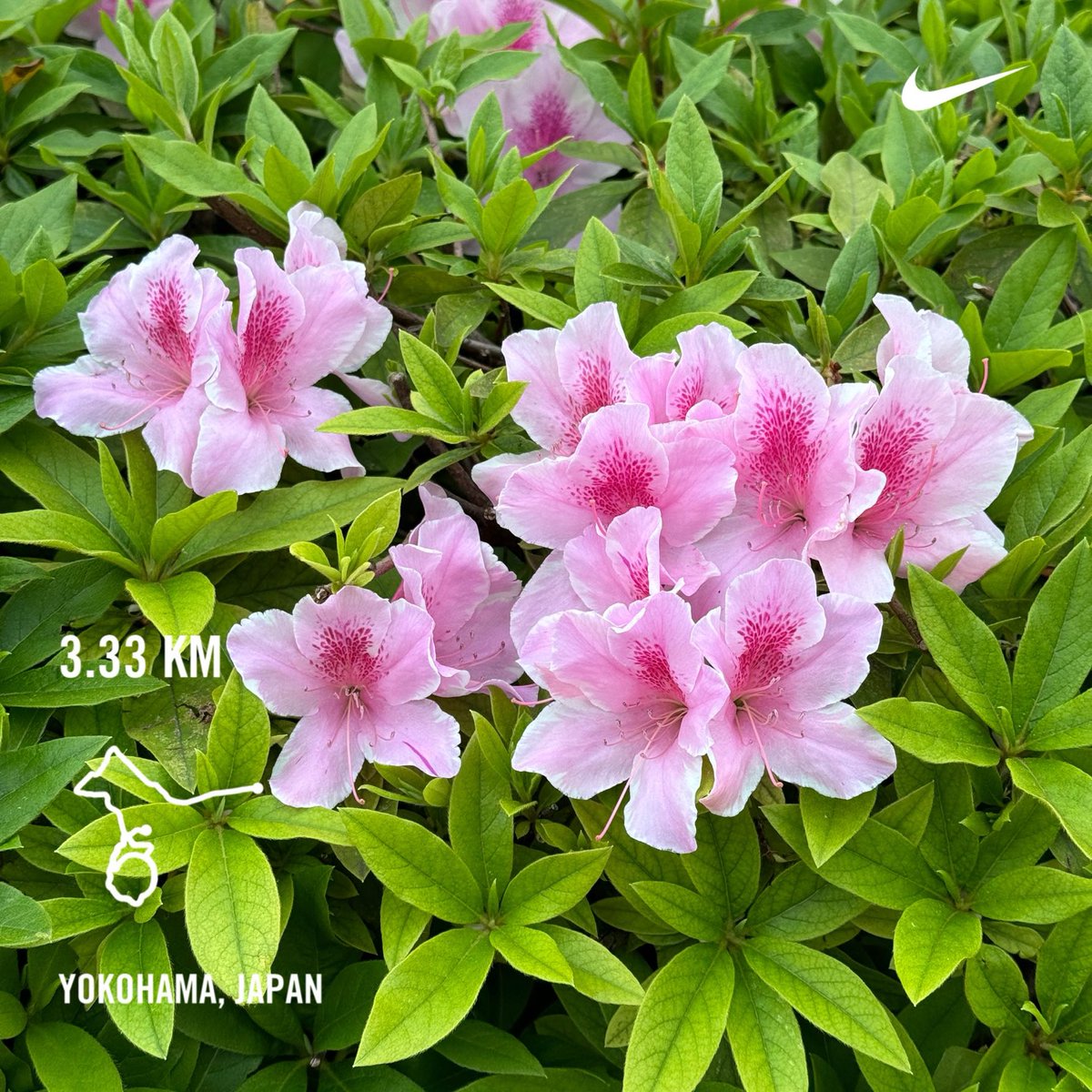 tomoyamada's tweet photo. Thursday morning run
focus on what you can control
#nikerunclub #run #running #jogging #nikeplus #tsurumi #yokohama #japan #morning #morningrun #🏃♂️ #shotoniphone #azelea https://t.co/XGoa0uDQfM