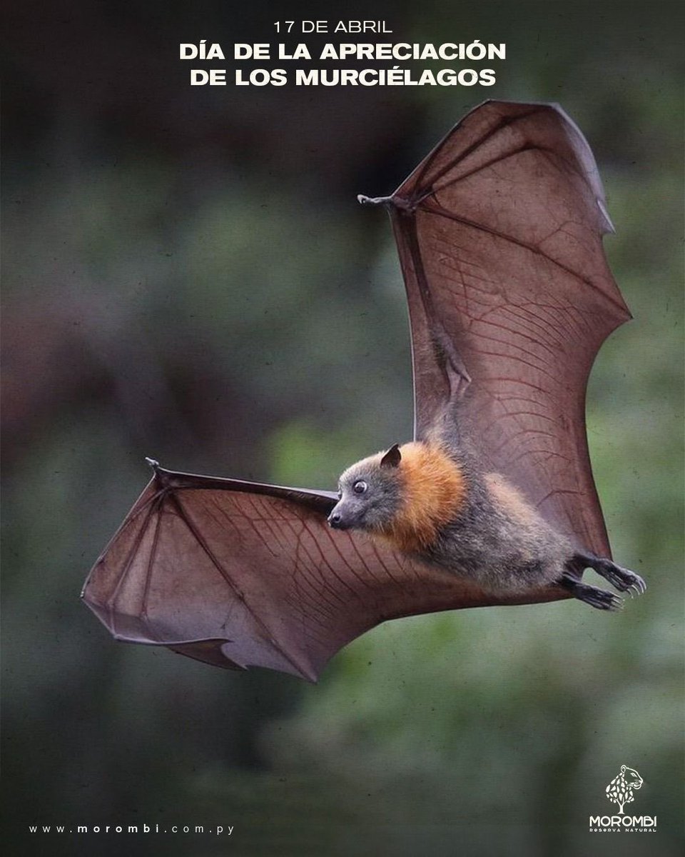 ReservaMorombi's tweet photo. 🦇El 17 de abril se recuerda el día de la Apreciación de los Murciélagos. Para visibilizar la problemática que afrontan estos animales. Presentes en casi todo el planeta, controlan plagas, polinizan y son los únicos mamíferos voladores. Fuente: https://t.co/CnykEOq4yJ
#Morombi https://t.co/AKMoluI52H